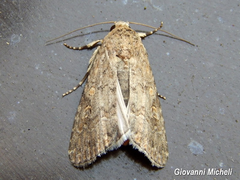 Noctuidae da ID - Spodoptera exigua